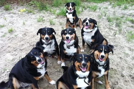 Tierkommunikation – Tiere als Wegbegleiter und Richtungsweiser