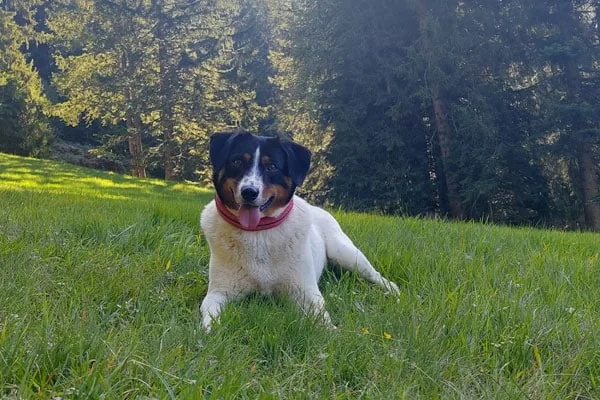 Tierkommunikation intensiv Basiskurs