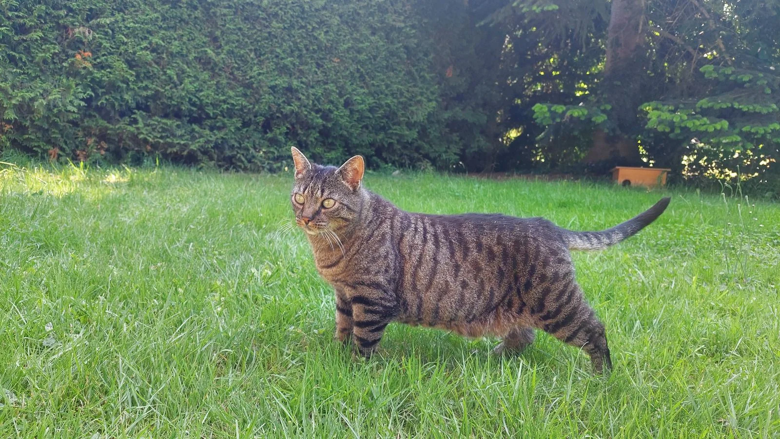 Tigerli – Ganzheitliche Tierkommunikation